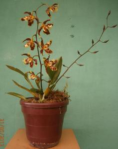 Oncidium luteopurpureum