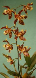 Oncidium luteopurpureum