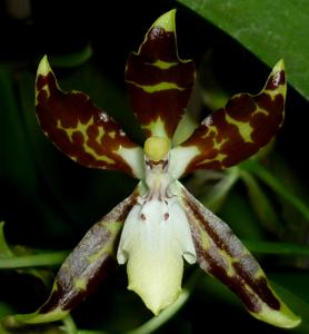 Oncidium maculatum