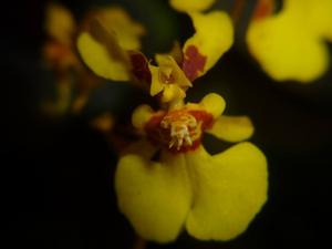 Oncidium nebulosum