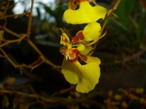 Oncidium nebulosum