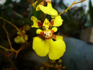 Oncidium nebulosum