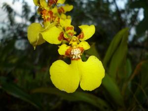 Oncidium nebulosum