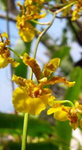 Oncidium obryzatum