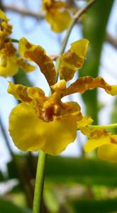 Oncidium obryzatum