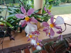 Oncidium ornithorhynchum