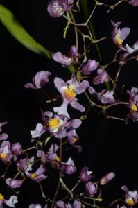 Oncidium sotoanum