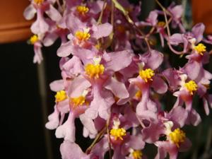 Oncidium sotoanum