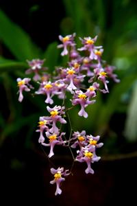 Oncidium sotoanum