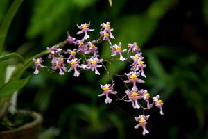 Oncidium sotoanum