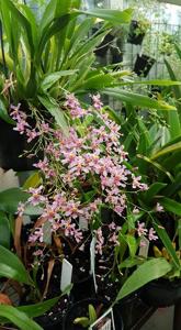 Oncidium sotoanum