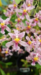 Oncidium sotoanum