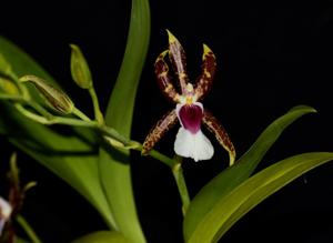 Oncidium schroederianum