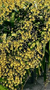 Oncidium sphacelatum