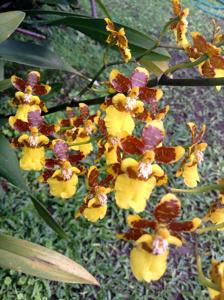 Oncidium sphacelatum