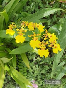 Oncidium sphacelatum