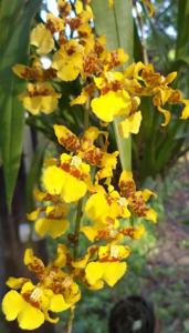 Oncidium sphacelatum