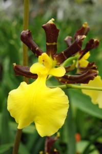 Oncidium tigrinum