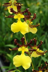 Oncidium tigrinum