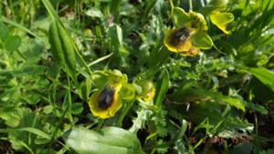 Ophrys lutea