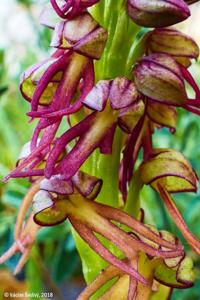 Orchis anthropophora