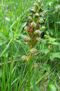 Orchis anthropophora