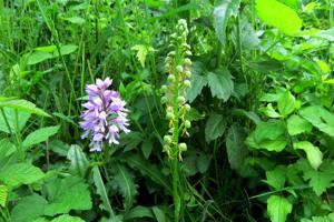 Orchis anthropophora