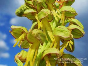 Orchis anthropophora