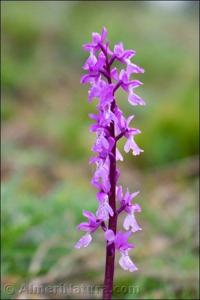 Orchis mascula