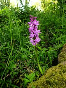 Orchis mascula