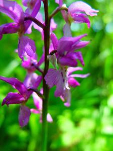 Orchis mascula