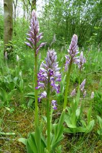 Orchis militaris