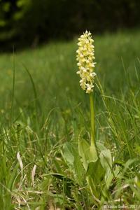 Orchis pallens