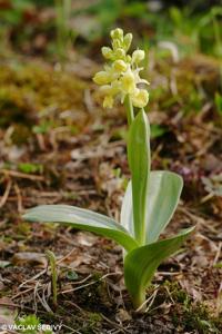 Orchis pallens