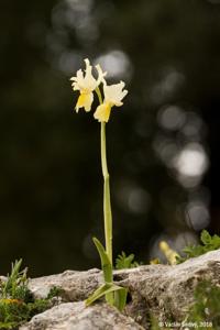 Orchis pauciflora