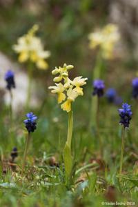 Orchis pauciflora