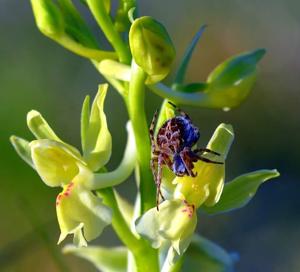 Orchis provincialis