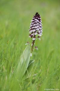 Orchis purpurea