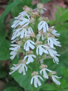 Orchis purpurea