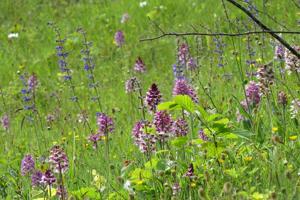 Orchis purpurea