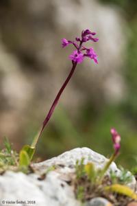 Orchis quadripunctata