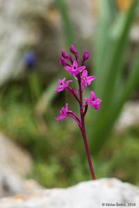 Orchis quadripunctata