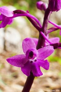 Orchis quadripunctata