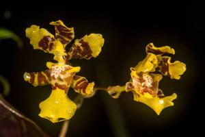 Otoglossum serpens