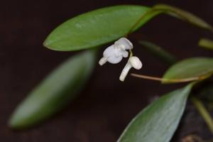 Pabstiella mirabilis