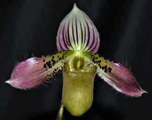 Paphiopedilum acmodontum