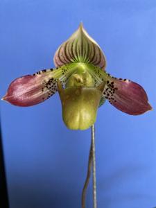 Paphiopedilum acmodontum