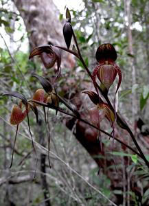 Paphiopedilum adductum