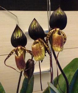 Paphiopedilum adductum