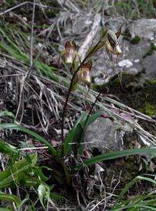 Paphiopedilum adductum